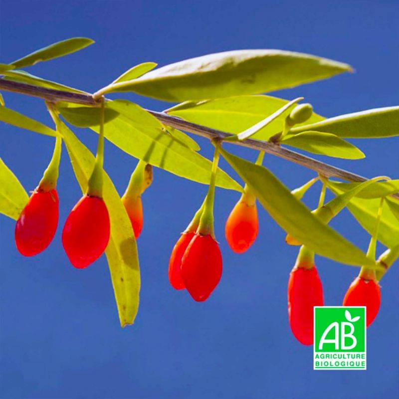 Baie de Goji BIO (Lycium barbarum) - Godet 9cm - Pépinières Naudet - Image 1