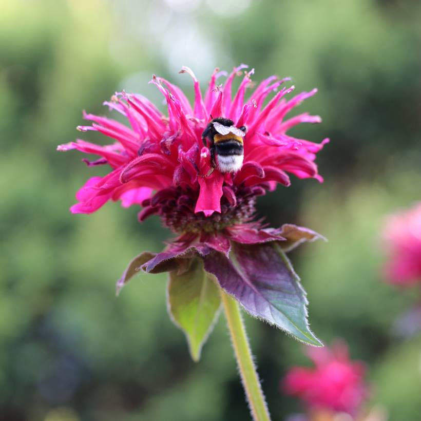 Promesse de Fleurs - Monarda Bee True - Monarde Pot de 2L/3L