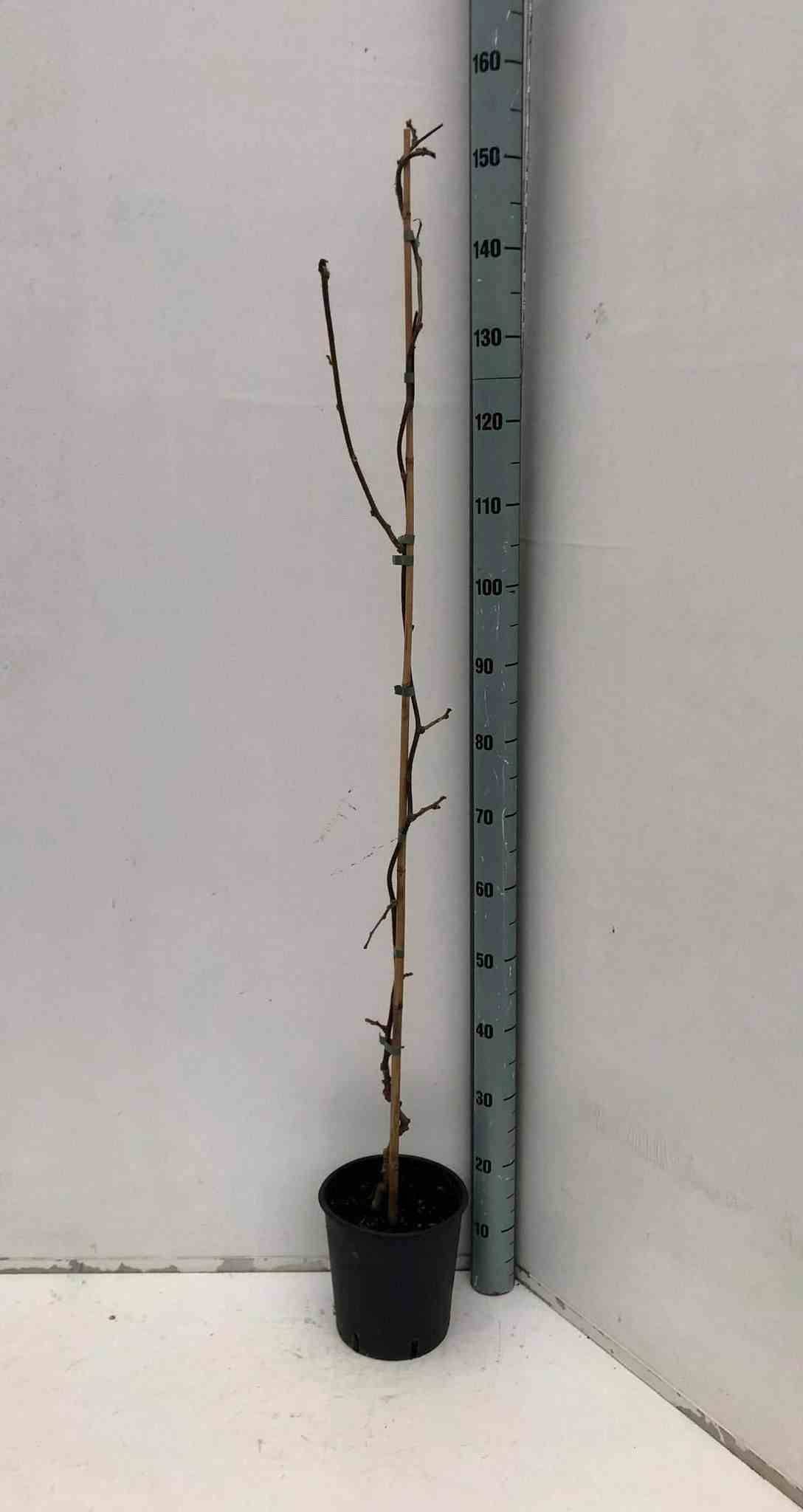 Sans Marque - Actinidia deliciosa Jenny (kiwi) Pot de 5 litres - 100/120 cm