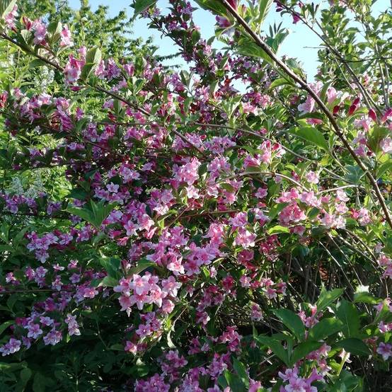 Weigela Stelzneri Pot de 2L/3L - Image 1