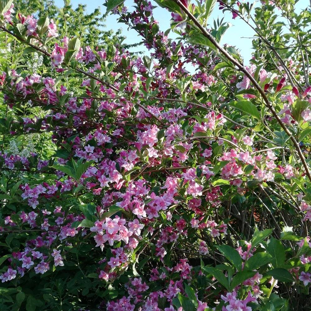 Weigela Stelzneri Pot de 2L/3L - Image 1