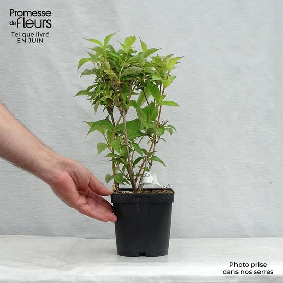 Weigela Stelzneri Pot de 2L/3L - Image 2