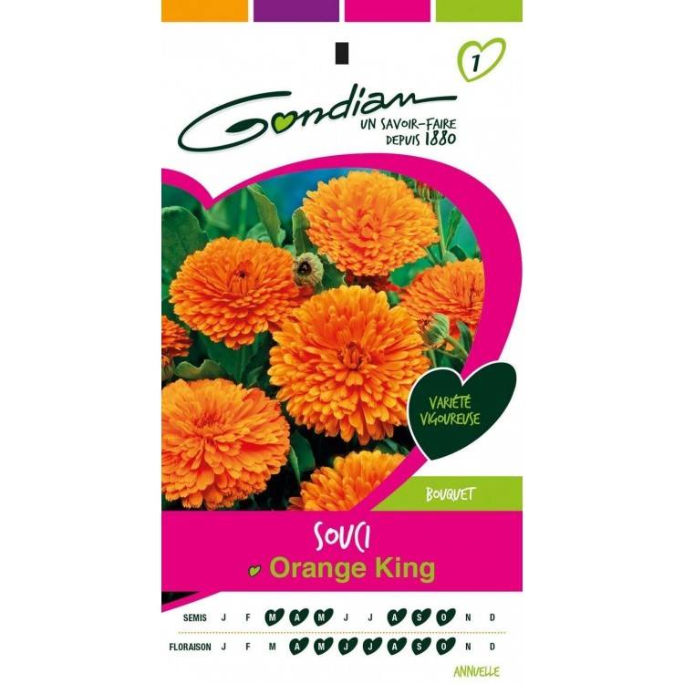 Gondian - Souci Orange King