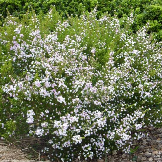 Promesse de Fleurs - Diosma hirsuta Pink Fountain Pot de 2L/3L - Image 1