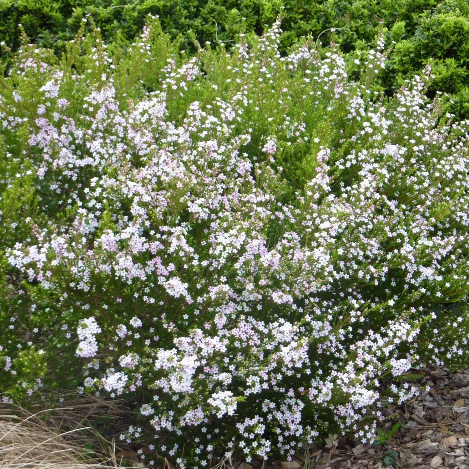 Promesse de Fleurs - Diosma hirsuta Pink Fountain Pot de 2L/3L