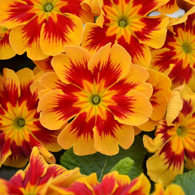 Promesse de Fleurs - Primevère Starfire - Primula Mini-motte Ø 3/4 cm (par 5)