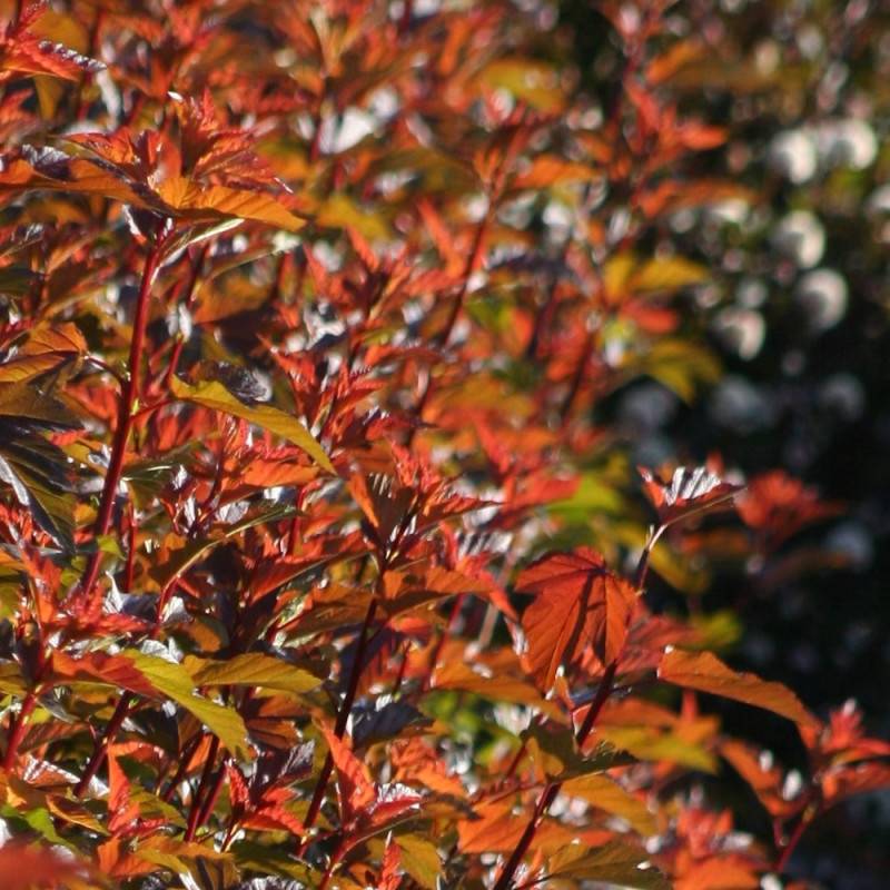 Physocarpus Diable d'Or® 'Mindia', Physocarpe à fleurs Blanche/Rouge - feuillage Caduc - Pot de 3L - 40/60 cm