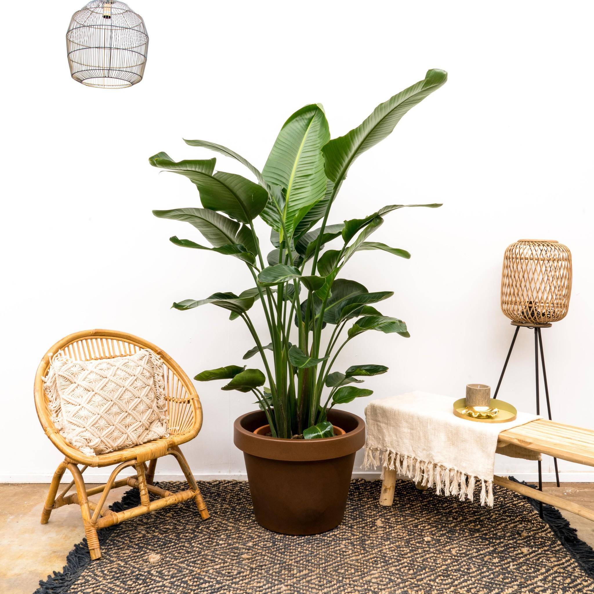 La Green Touch - Strelitzia Nicolai de Luxe Xxl - D40 H250cm - Image 2