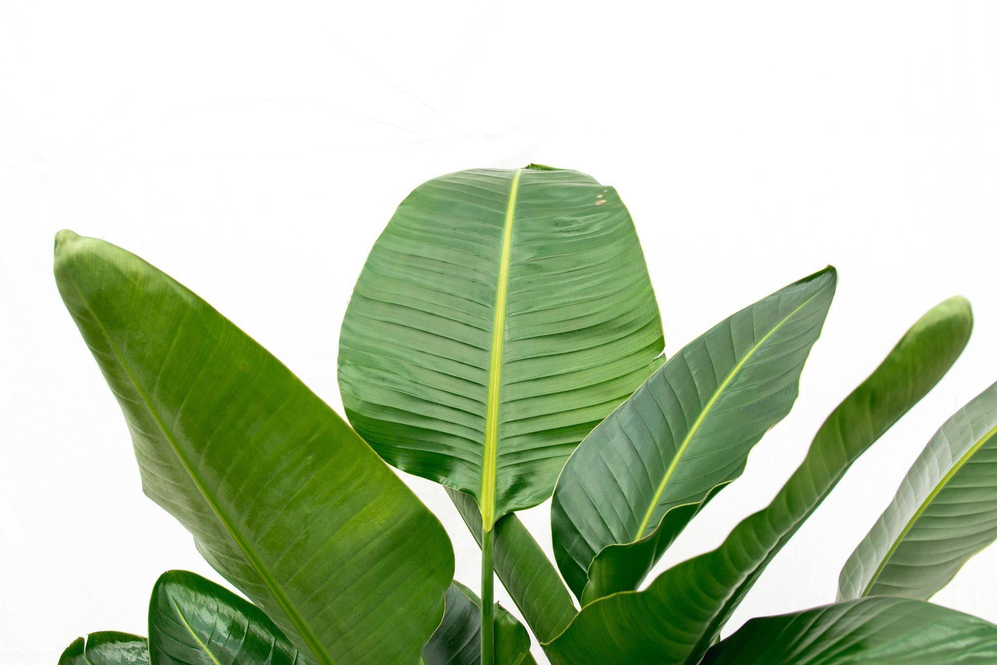 La Green Touch - Strelitzia Nicolai de Luxe Xxl - D40 H250cm - Image 4