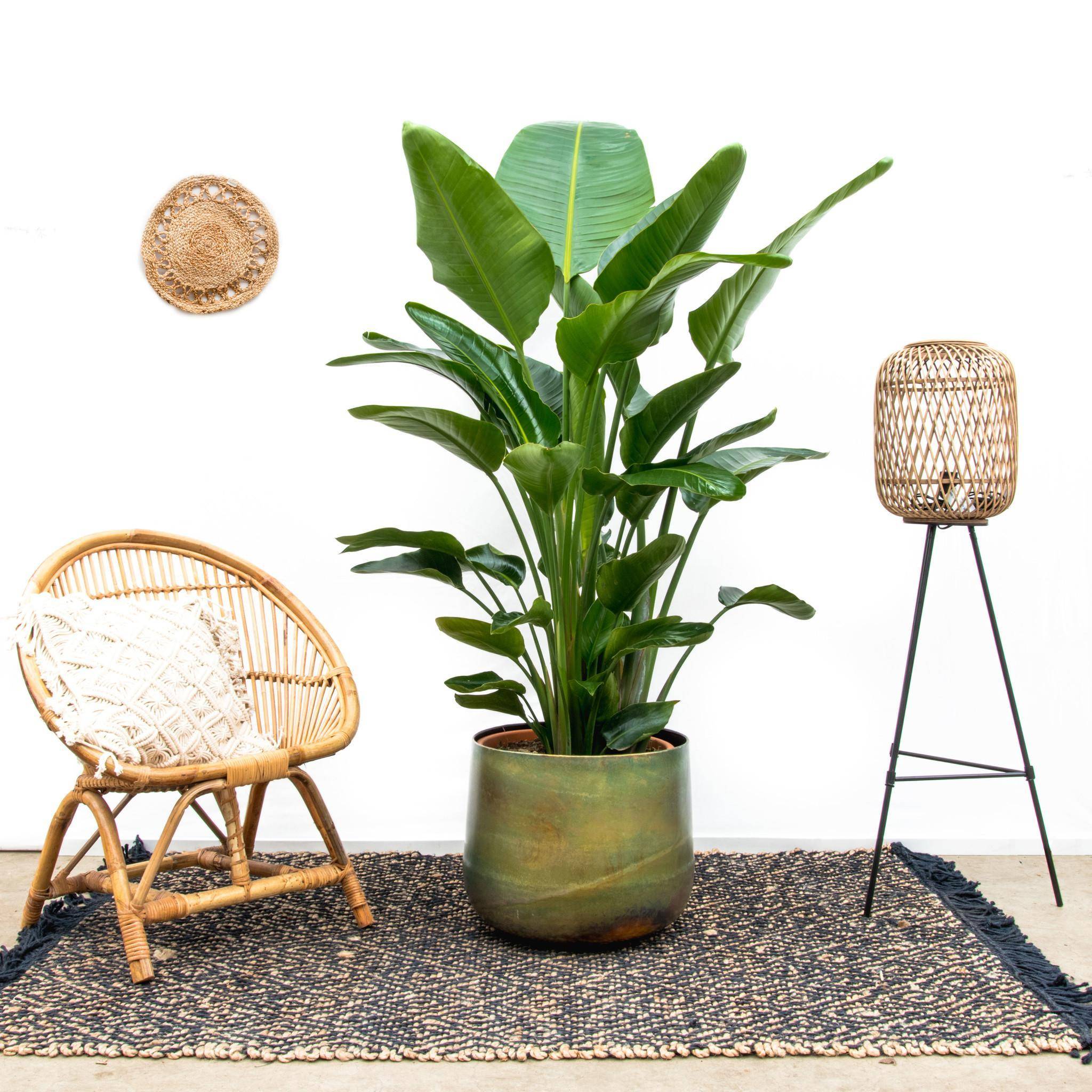 La Green Touch - Strelitzia Nicolai de Luxe Xxl - D40 H250cm - Image 3