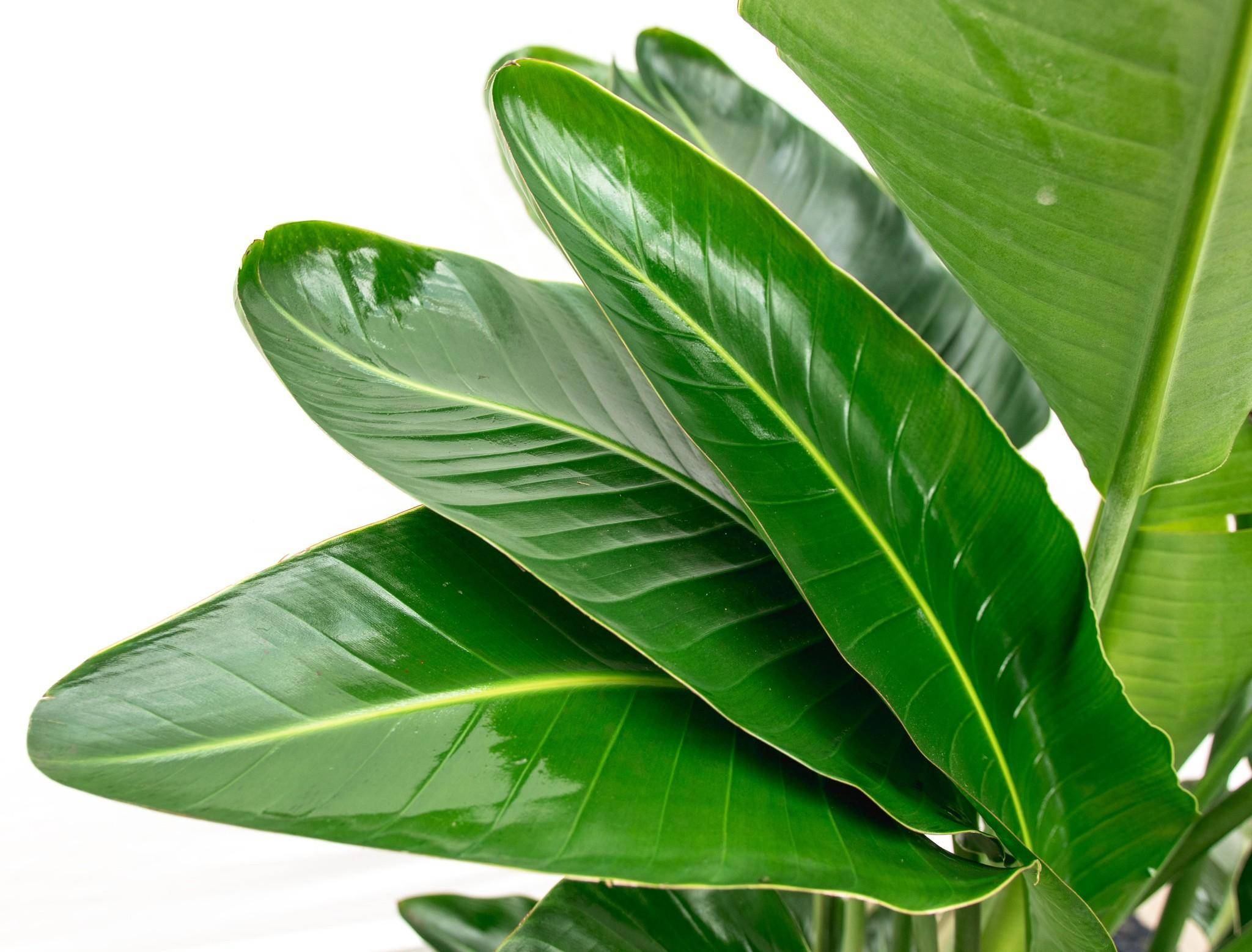 La Green Touch - Strelitzia Nicolai de Luxe Xxl - D40 H250cm - Image 8