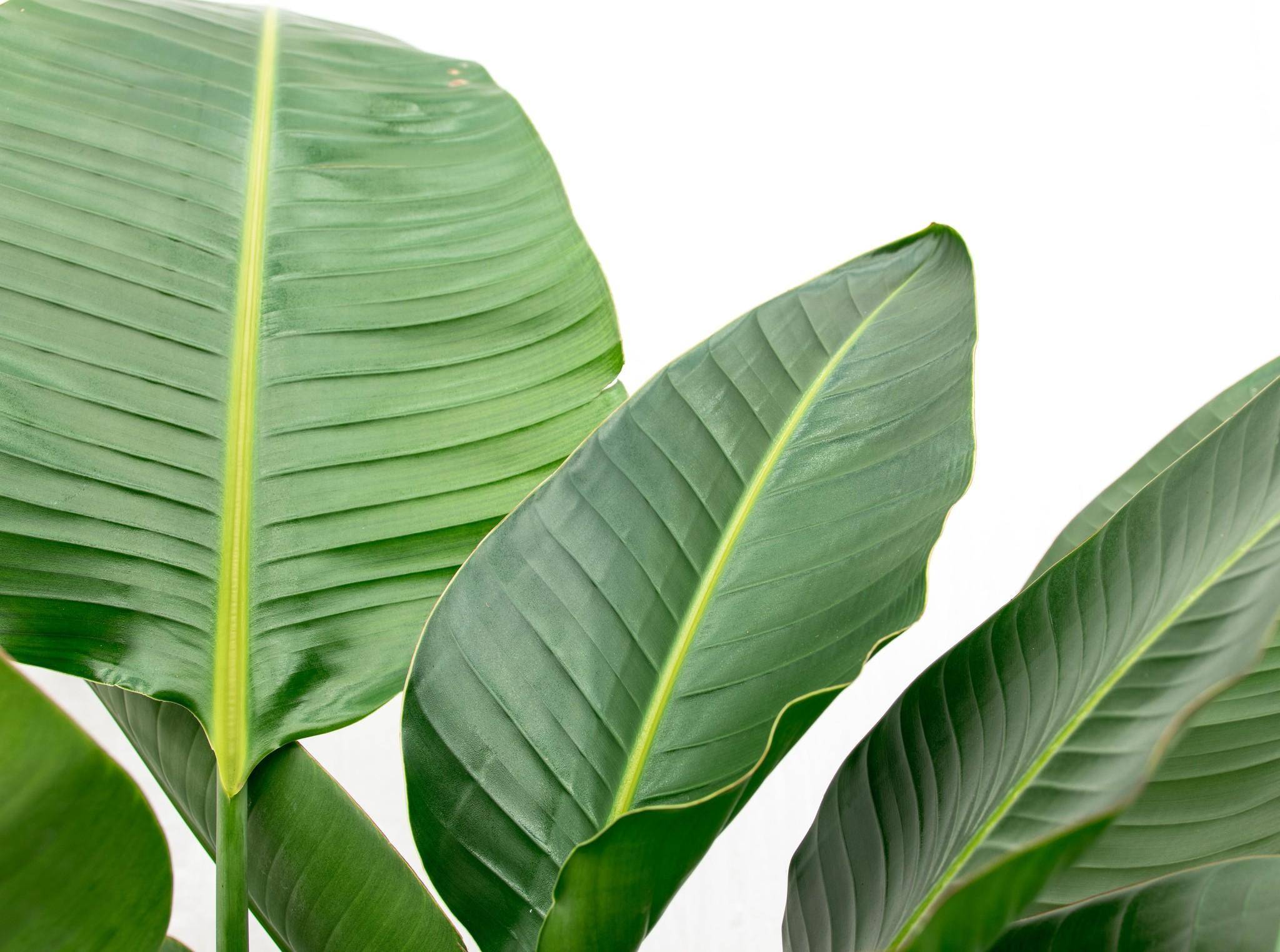 La Green Touch - Strelitzia Nicolai de Luxe Xxl - D40 H250cm - Image 5