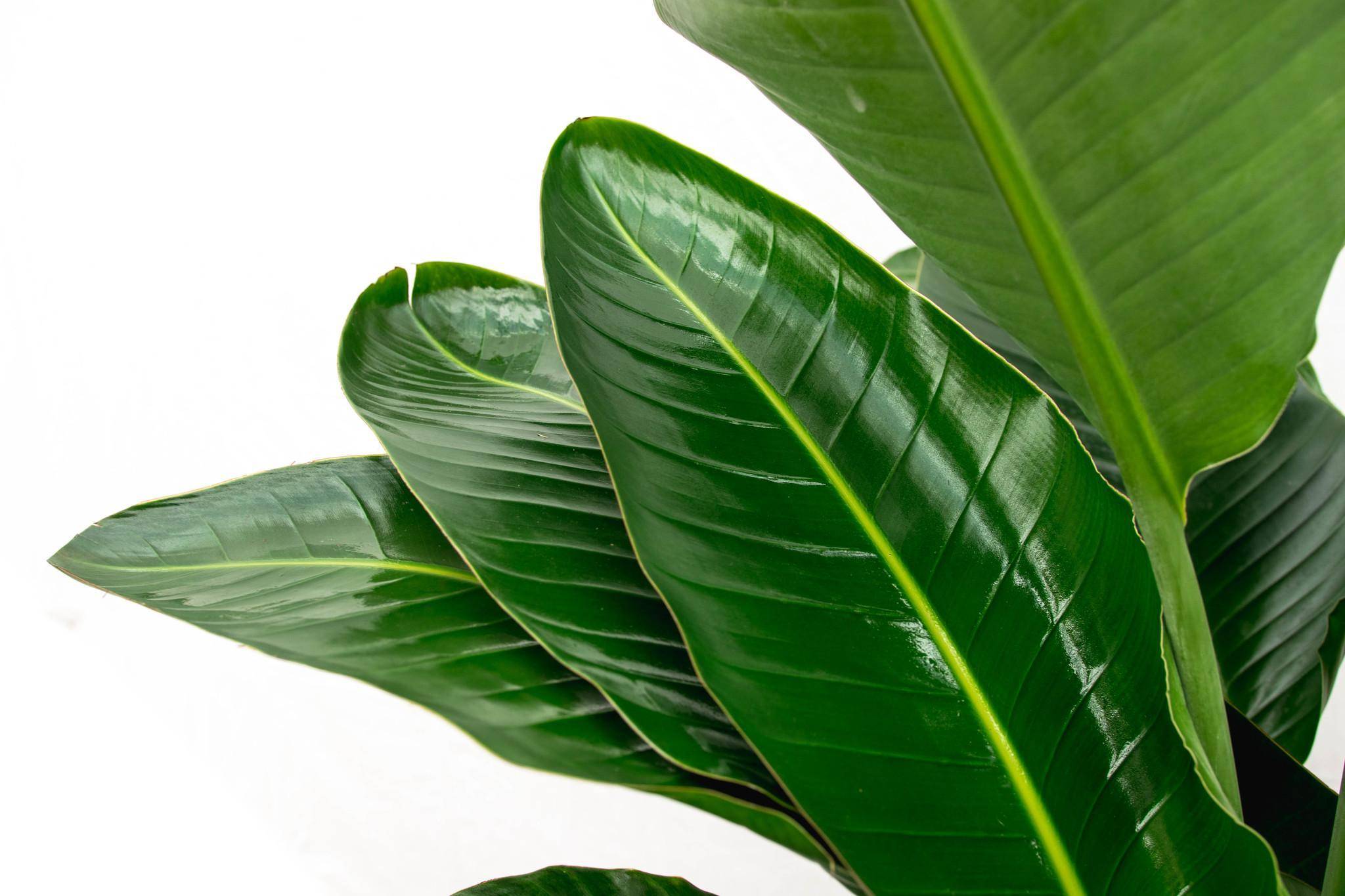La Green Touch - Strelitzia Nicolai de Luxe Xxl - D40 H250cm - Image 6