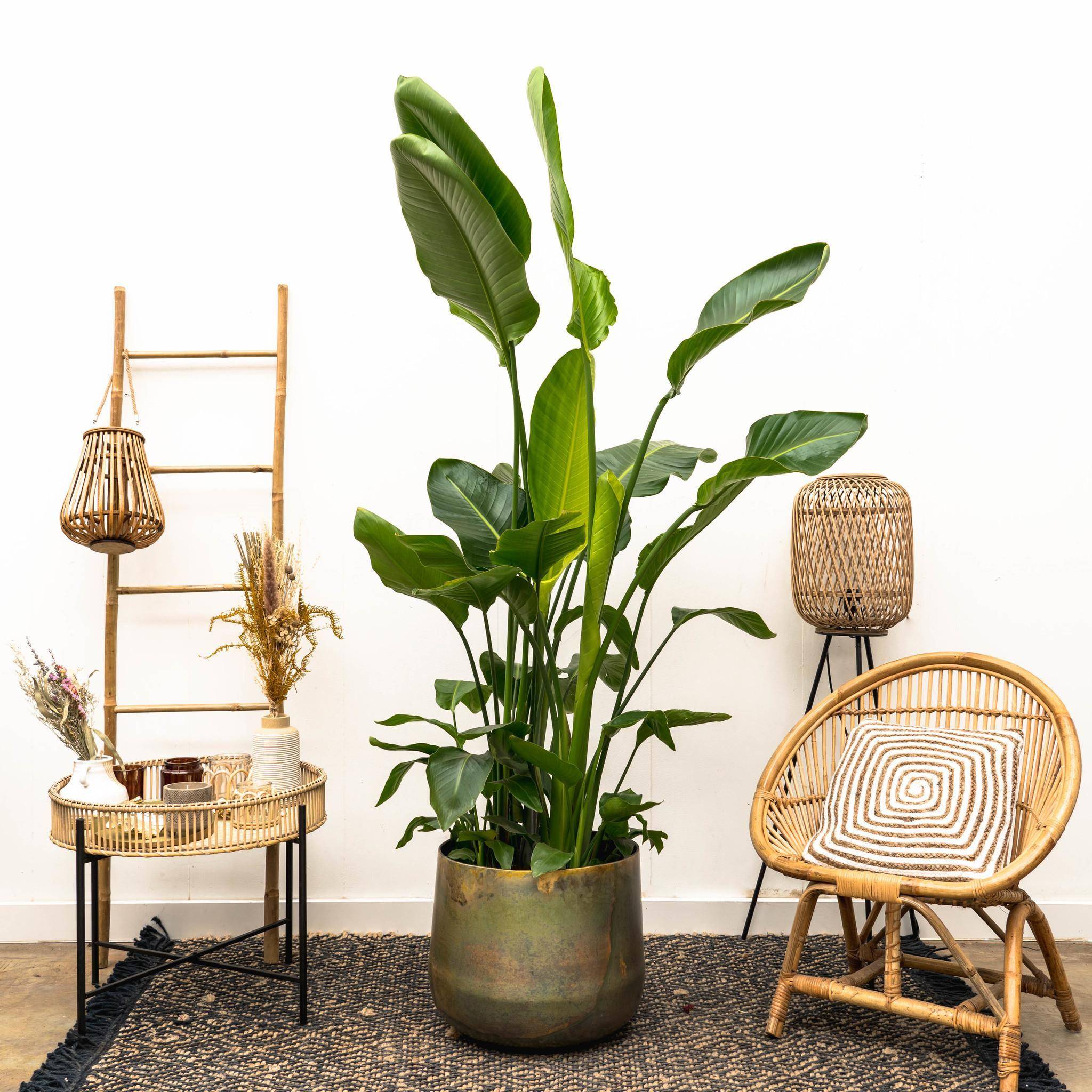 La Green Touch - Strelitzia Nicolai de Luxe Xxl - D40 H250cm - Image 1