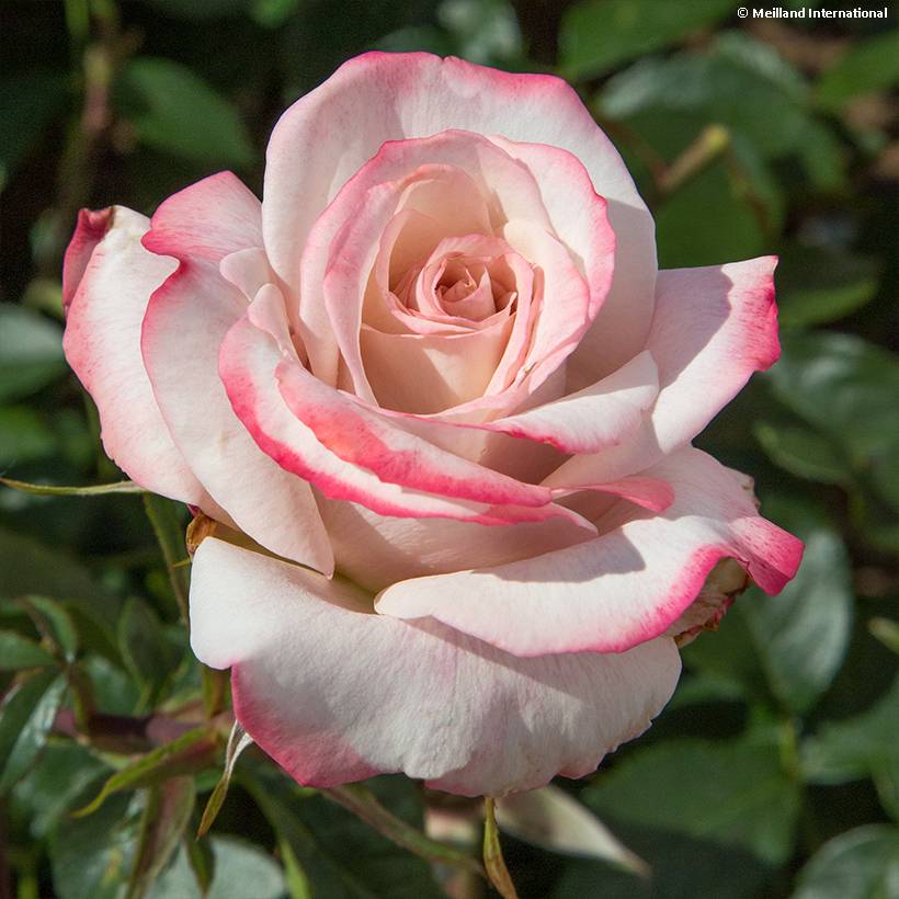 Promesse de Fleurs - Rosier à grandes fleurs Lyon Lumières Pot de 4L/5L
