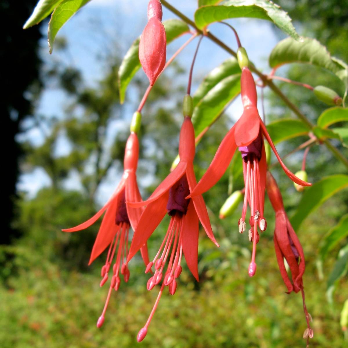 Promesse de Fleurs - Fuchsia magellanica var. gracilis Godet de 8/9 cm