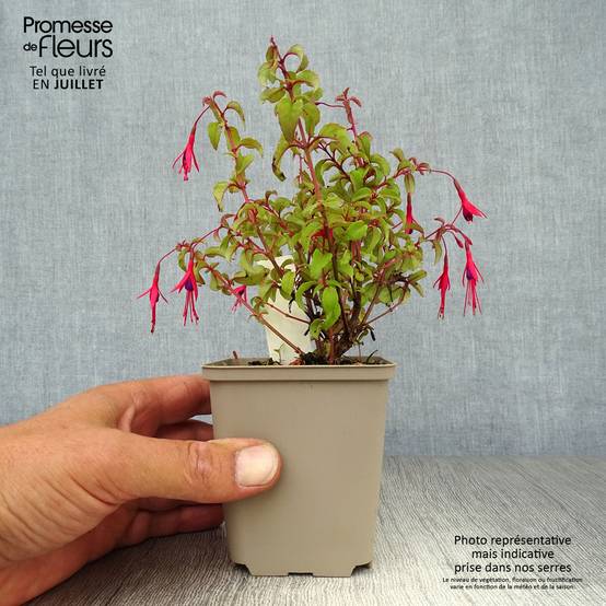 Fuchsia magellanica var. gracilis Godet de 8/9 cm - Image 2