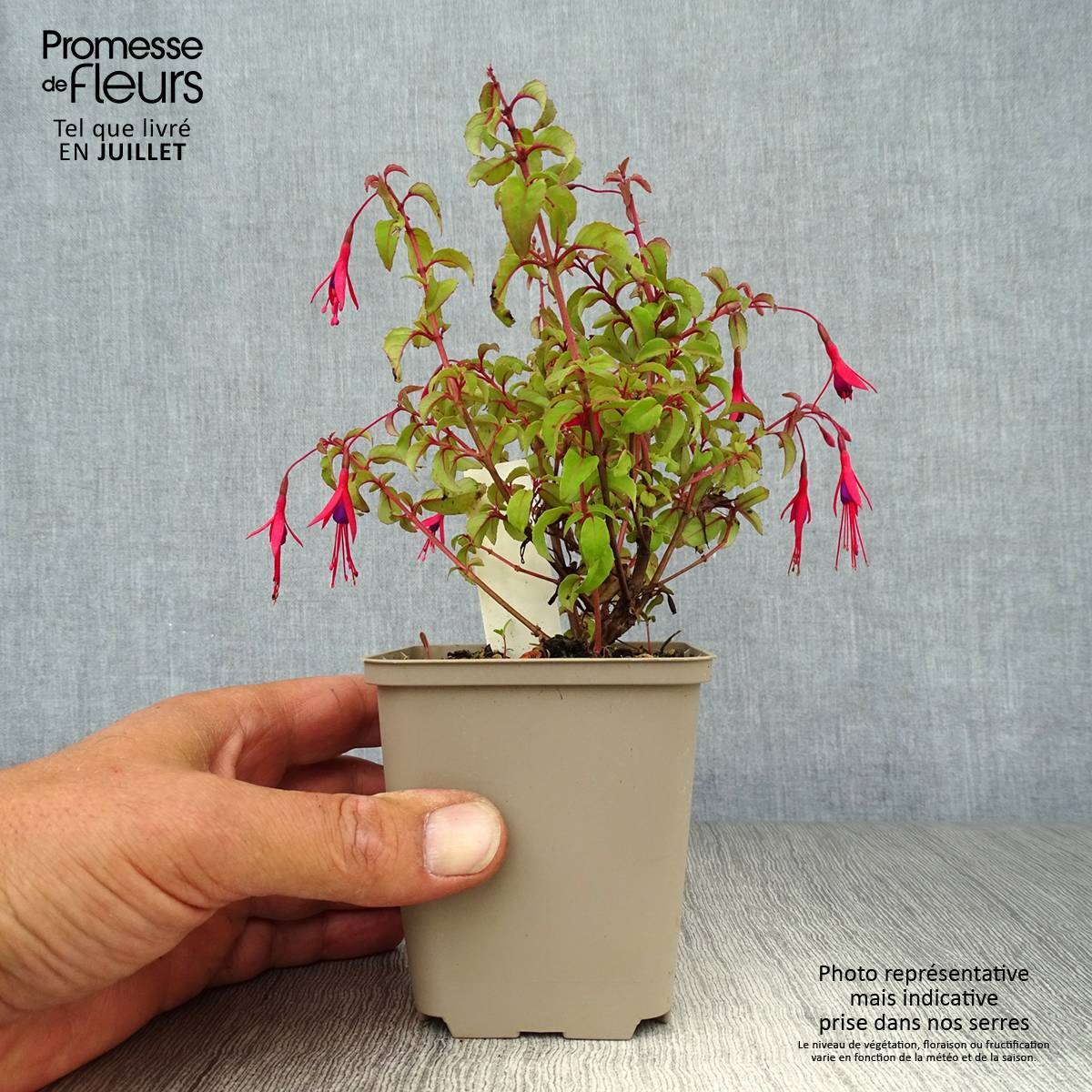Fuchsia magellanica var. gracilis Godet de 8/9 cm - Image 2