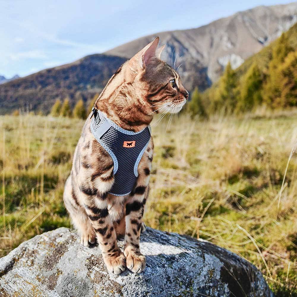 Ferplast - Ferplast Harnais Chien Petite Taille NIKITA XS, Harnais pour Chat Respirant, Rembourré et Ajustable, Facile à Porter, Bords Réfléchissants, Poitrine - Imagen 5