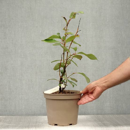 Saule magnifique - Salix magnifica Pot de 4L/5L - Image 2