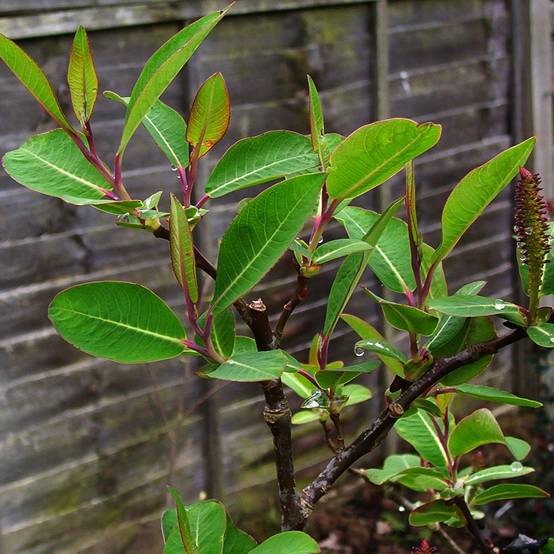 Saule magnifique - Salix magnifica Pot de 4L/5L - Image 1