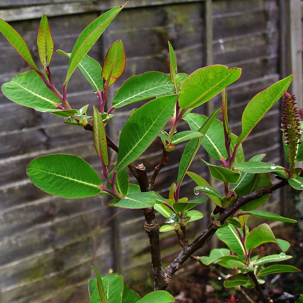 Saule magnifique - Salix magnifica Pot de 4L/5L - Image 1