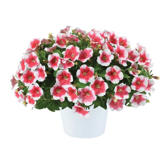 Petunia Capella Cherry Vanilla Mini-motte Ø 3/4 cm (par 5)