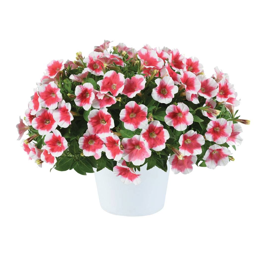 Petunia Capella Cherry Vanilla Mini-motte Ø 3/4 cm (par 5)