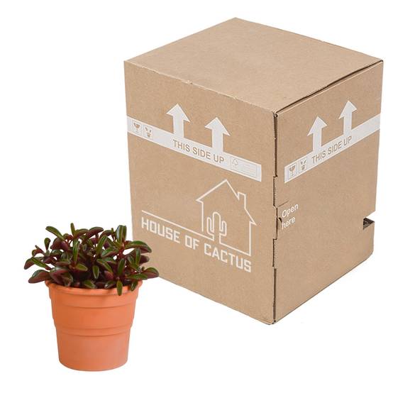 Peperomia graveolens et son cache-pot terracotta h20cm- La Green Touch - Image 4