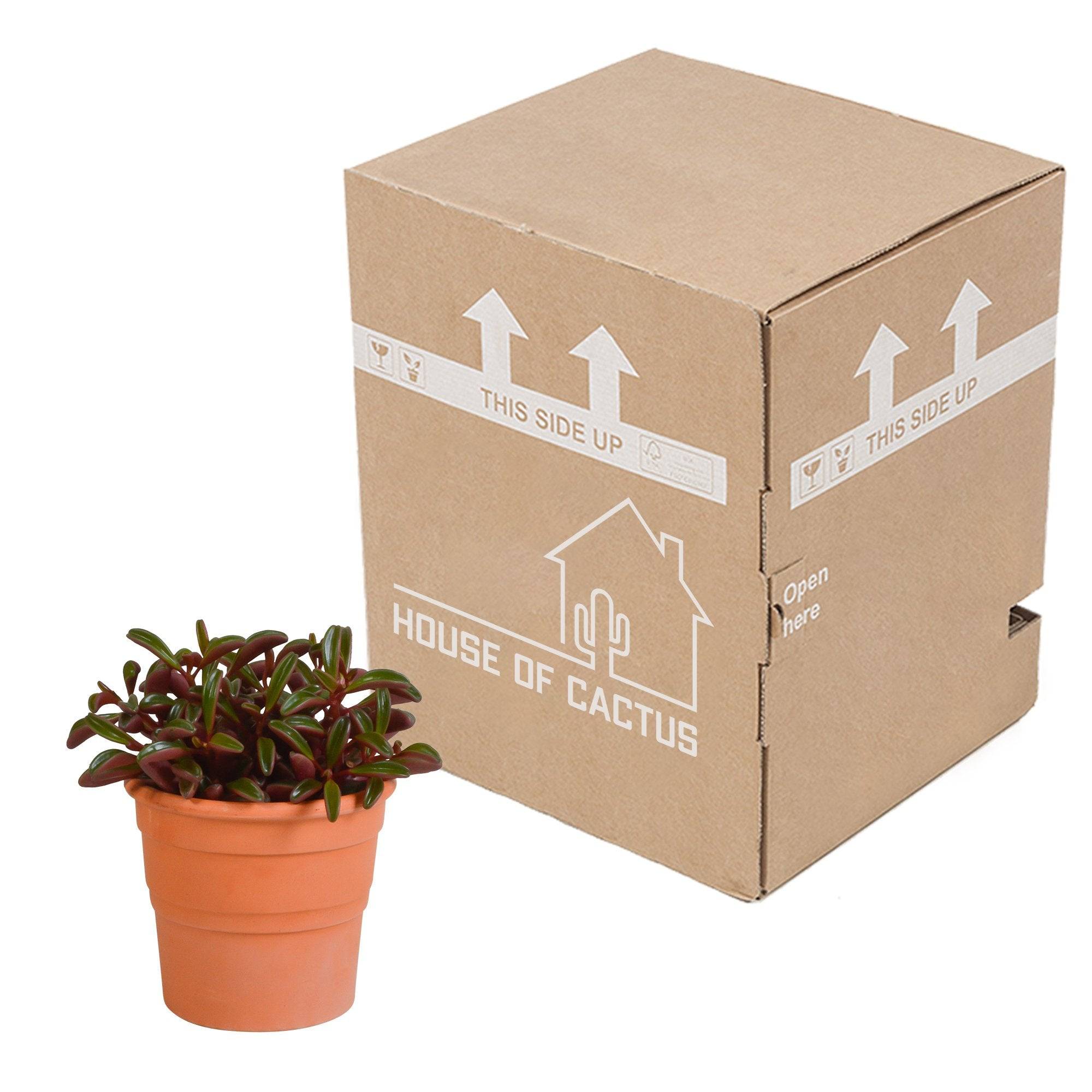 Peperomia graveolens et son cache-pot terracotta h20cm- La Green Touch - Image 4