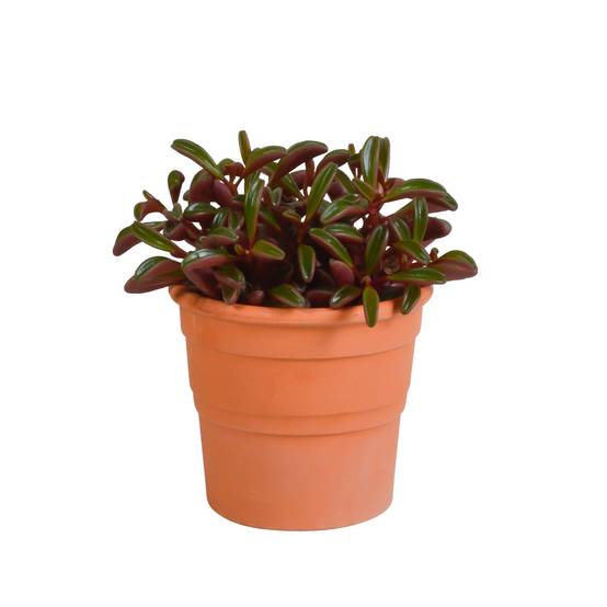 Peperomia graveolens et son cache-pot terracotta h20cm- La Green Touch - Image 1
