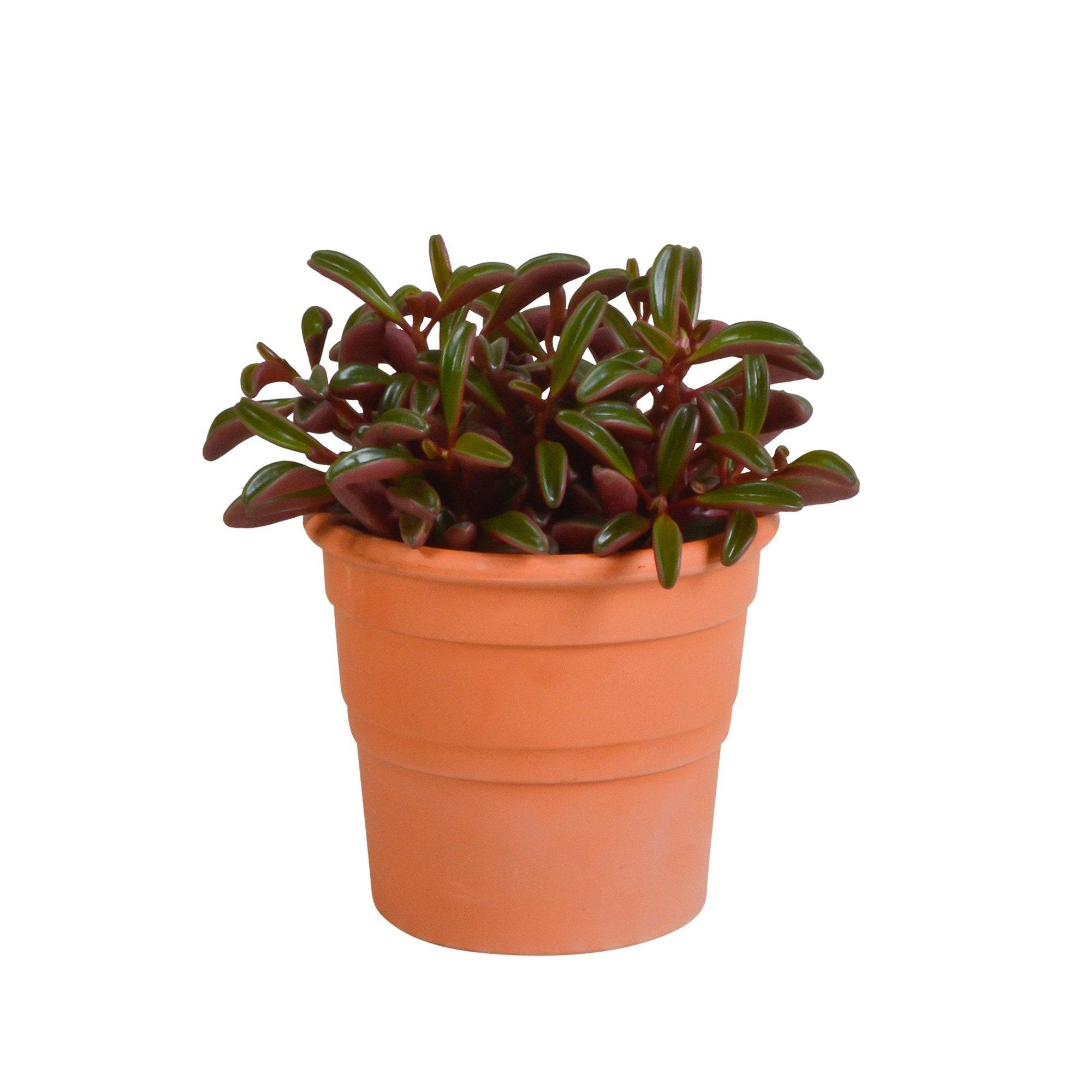 Peperomia graveolens et son cache-pot terracotta h20cm- La Green Touch - Image 1