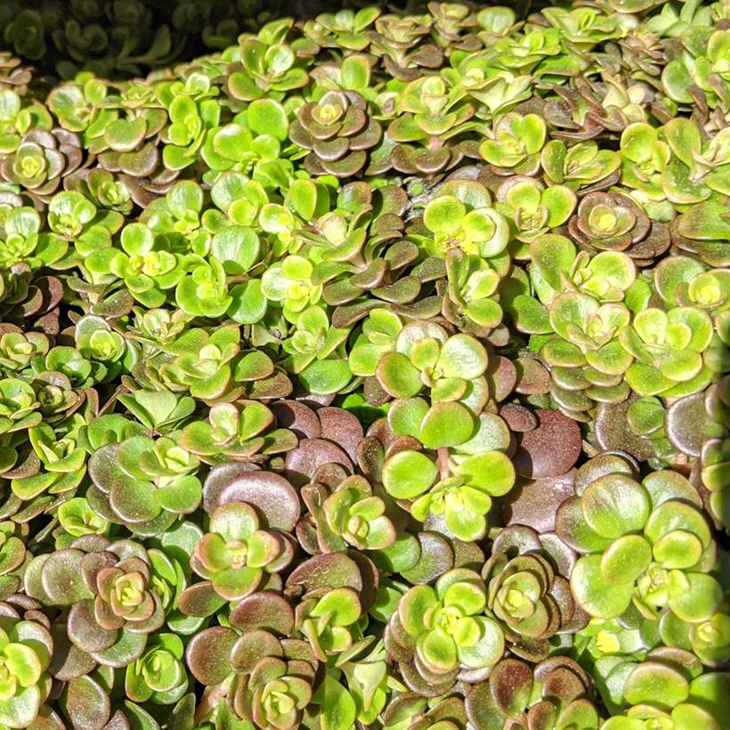 Sedum tetractinum Coral Reef - Orpin Pot de 2L/3L
