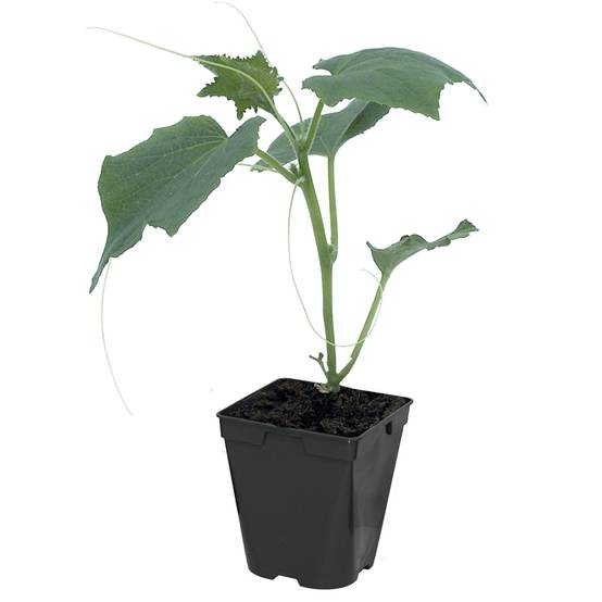 Plant de cornichon Parigyno f1 pot de 0,5 litre - Image 2