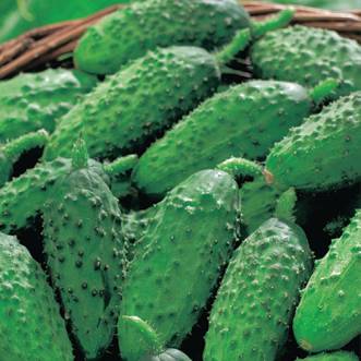 Plant de cornichon Parigyno f1  pot de 0,5 litre - Image 1