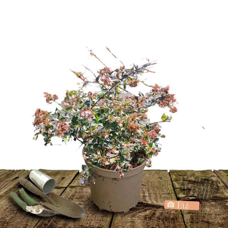 Abelia prostré, Abélia à grandes fleurs à fleurs Blanche - feuillage Persistant - Pot de 3L - 20/40 cm-  hauteur à maturité De 0,50 m à 1,00 m - Imagen 2