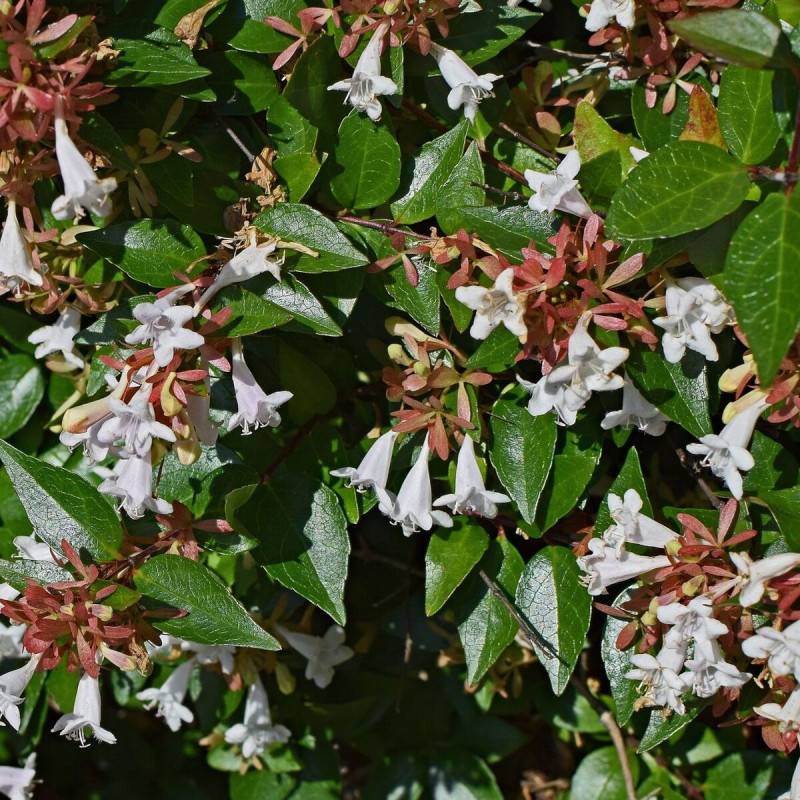 Abelia prostré, Abélia à grandes fleurs à fleurs Blanche - feuillage Persistant - Pot de 3L - 20/40 cm-  hauteur à maturité De 0,50 m à 1,00 m - Imagen 1