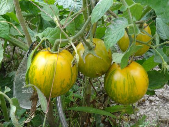 Tomate Green Zebra en plants Mini-motte Ø 3/4 cm, Livré en hauteur de 5 à 10 cm (par 5)