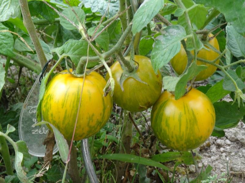 Tomate Green Zebra en plants Mini-motte Ø 3/4 cm, Livré en hauteur de 5 à 10 cm (par 5)