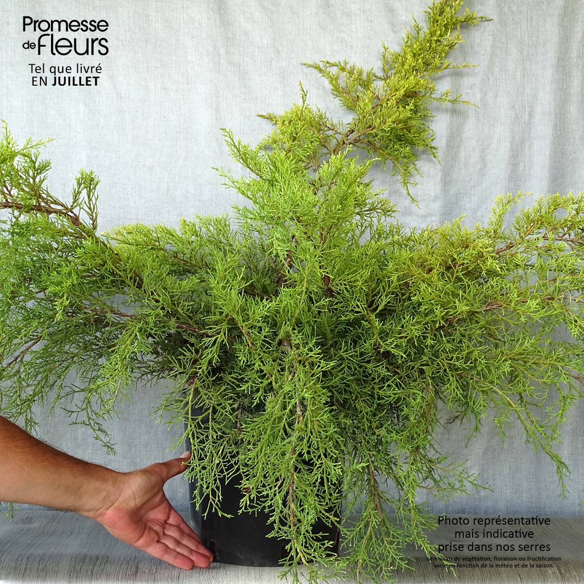 Promesse de Fleurs - Genévrier - Juniperus x media Pfitzeriana Aurea Pot de 7,5L/10L - Image 2
