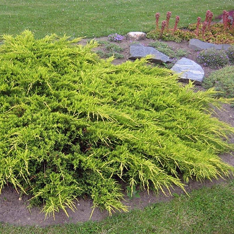 Promesse de Fleurs - Genévrier - Juniperus x media Pfitzeriana Aurea Pot de 7,5L/10L - Image 1