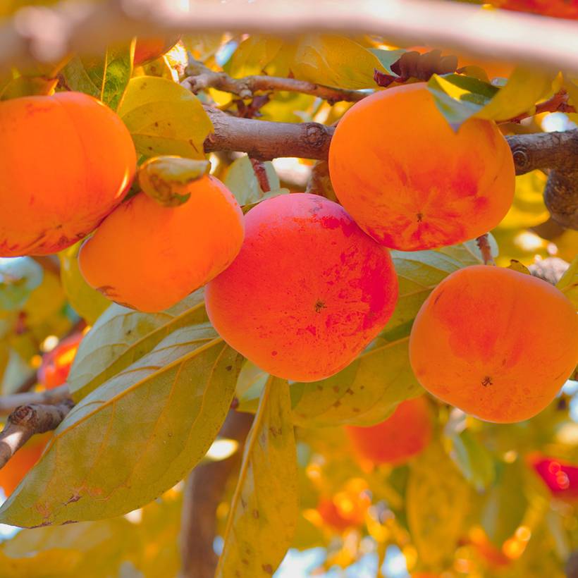 Promesse de Fleurs - Plaqueminier, Kaki - Diospyros kaki Budapest Pot de 4L/5L, Demi-Tige