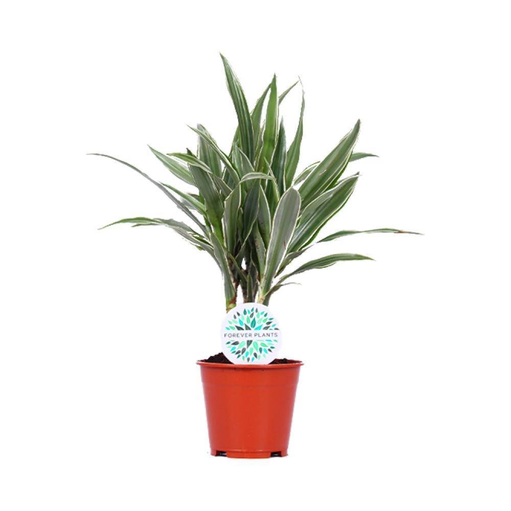 La Green Touch - Dracaena 'Warneckei' 55cm - Plante d'intérieur- La Green Touch - Imagen 1