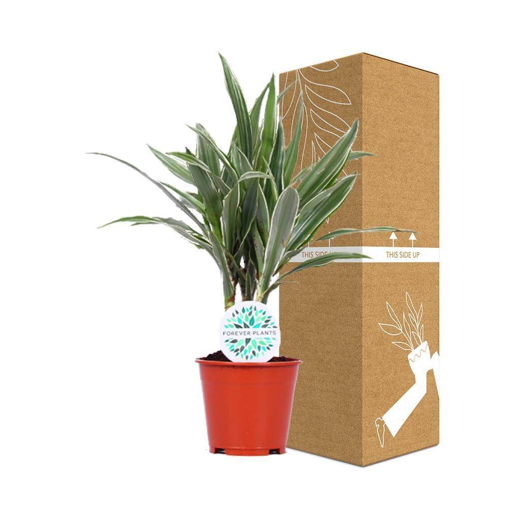 La Green Touch - Dracaena 'Warneckei' 55cm - Plante d'intérieur- La Green Touch - Imagen 4