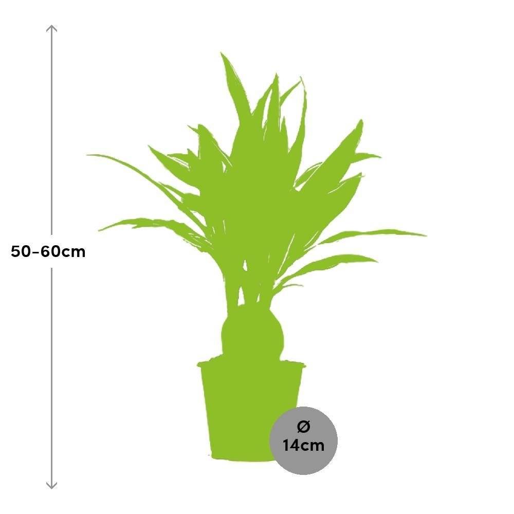 La Green Touch - Dracaena 'Warneckei' 55cm - Plante d'intérieur- La Green Touch - Imagen 3