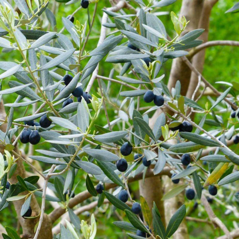 Olivier Commun (Olea Europaea 'Sylvestris') - Godet - Taille 20/40cm - Pépinières Naudet