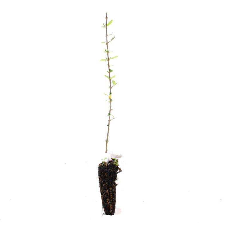 Olivier Commun (Olea Europaea 'Sylvestris') - Godet - Taille 20/40cm - Pépinières Naudet - Imagen 2