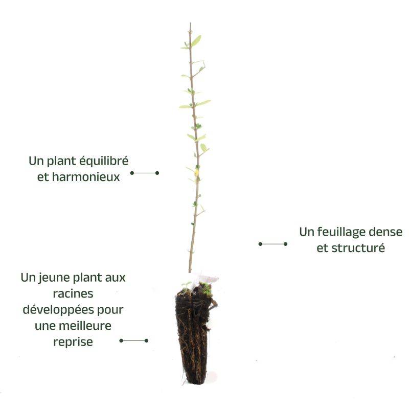 Olivier Commun (Olea Europaea 'Sylvestris') - Godet - Taille 20/40cm - Pépinières Naudet - Imagen 3