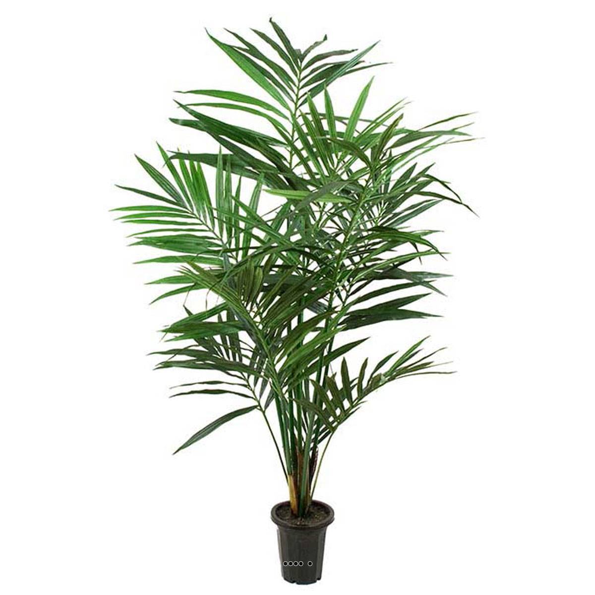 Artificielles - Palmier Kentia artificiel H 150 cm Dense Aerien en pot - dimhaut: H 150 cm - couleur: Vert