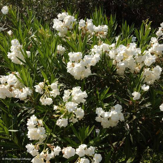 Laurier rose - Nerium oleander Blanc Pot de 6L/7L - Image 1